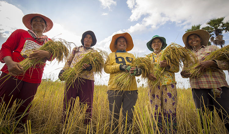 Cambodia’s rice exports on track to hit record highs this year